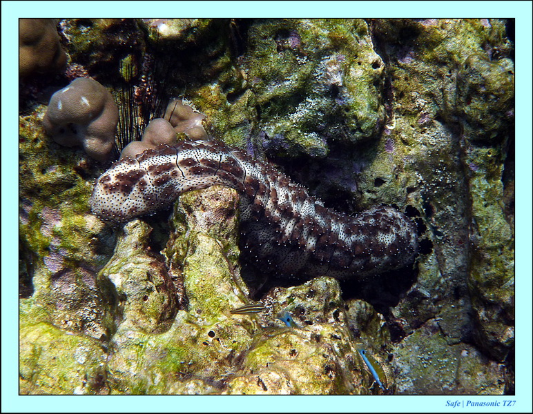 2011 - 03 - Koh Rok 10